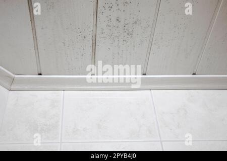 Début de l'accumulation de moisissure sur le plafond de salle de bain, toujours avec une solution de nettoyage simple. Moulure de plafond dans la moisissure fongique intérieure par la douche. a besoin de nettoyer le fond en bois blanc Banque D'Images