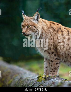 Lynx en forêt verte avec tronc d'arbre Banque D'Images