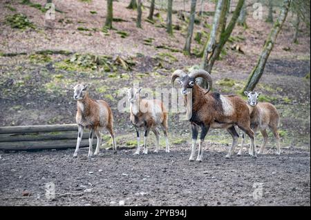 Groupe de chèvres et chèvres billy debout en plein air dans une rangée à la réserve d'animaux de Brudergrund, Erbach, Allemagne Banque D'Images