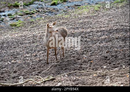 Doe femelle Deer Cow debout devant une rivière et regardant la caméra, parc animalier Brudergrund, Erbach, Allemagne Banque D'Images