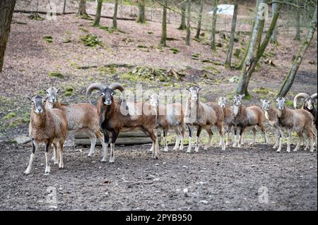 Groupe de chèvres et chèvres billy debout à l'extérieur dans une rangée, regardant la caméra à la réserve d'animaux de Brudergrund, Erbach, Allemagne Banque D'Images