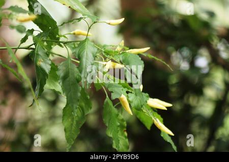 blanc froid sur le potager Banque D'Images