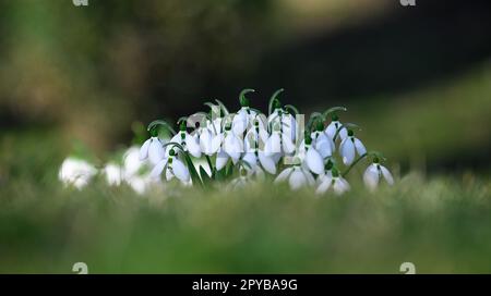 Des gouttes de neige en pleine croissance avec des fleurs blanches au milieu de la forêt, des fleurs printanières. Banque D'Images