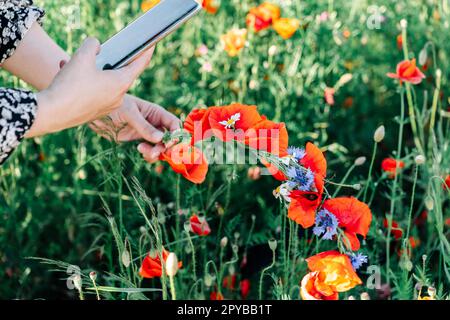 Femme prend une photo sur son téléphone mobile d'une couronne de fleurs sauvages, de coquelicots rouges et de bleuets Banque D'Images