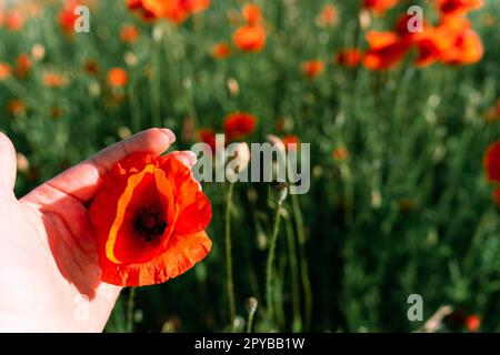 Concentrez-vous au premier plan sur la main d'une femme tenant un bourgeon de coquelicot rouge, également connu sous le nom de coquelicot commun Banque D'Images