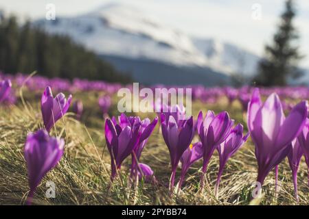 Gros plan violet profond fleurs vivaces en montagne concept photo Banque D'Images