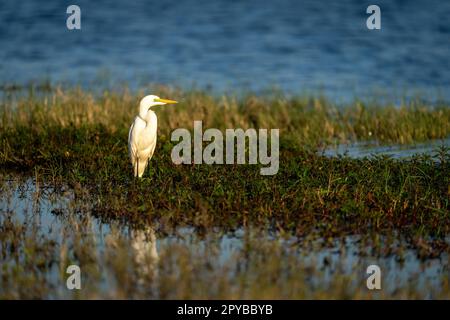 L'excellent Egret se dresse parmi les plantes sur la plaine inondable Banque D'Images
