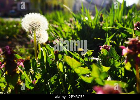 Le pissenlit Taraxacum est un genre de plantes herbacées pérennes de la famille des Asteraceae. Espèce type du genre - Dandelion officinalis. Graines de pissenlit volatiles blanches dans un pré Banque D'Images