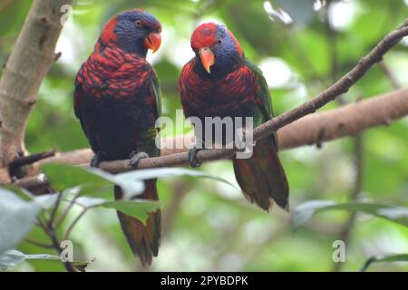 Portrai d'un Lorikeets de noix de coco au parc de Hong Kong Banque D'Images