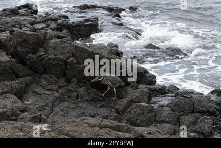 Héron strié sur la côte de la Floreana des îles Galápagos Banque D'Images