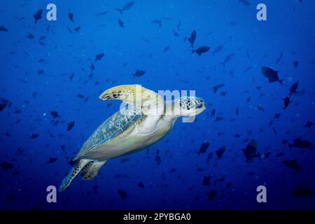 Une tortue marine glisse à travers l'océan, entourée d'une variété de poissons et de requins Banque D'Images