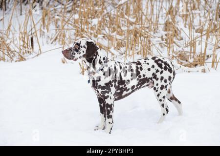 Chien, race Dalmatien hiver dans la neige fièrement stands et looks Banque D'Images