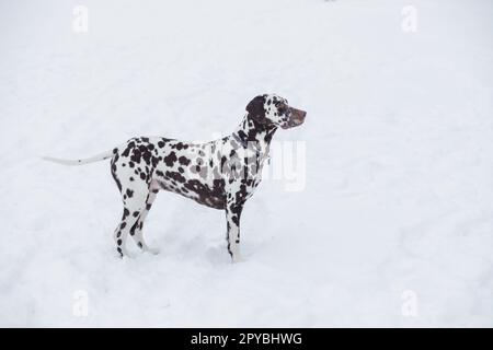 Chien, race Dalmatien hiver dans la neige fièrement stands et looks Banque D'Images