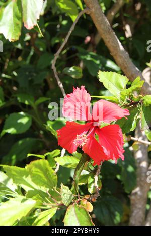 Fleur d'hibiscus rouge Banque D'Images