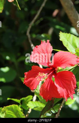 Fleur d'hibiscus rouge Banque D'Images