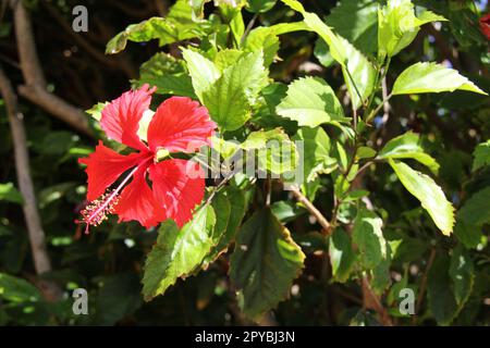 Fleur d'hibiscus rouge Banque D'Images