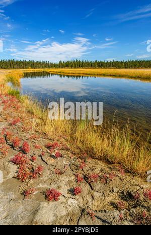 Des herbes tolérantes au sel et du saphir rouge (Salicornia rubra) poussent le long des rives de la rivière Salt dans le parc national Wood Buffalo Banque D'Images