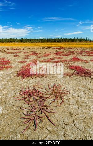 Le Samphir rouge (Salicornia rubra) pousse dans le sol salin des plaines salées du parc national Wood Buffalo Banque D'Images