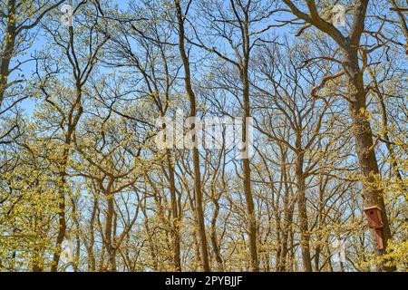 Le soleil coloré curly entrelacés branches d'une jeune forêt arbres sur une journée ensoleillée de printemps avec le ciel bleu à l'arrière-plan et une maison d'oiseau dans le coin droit. Banque D'Images