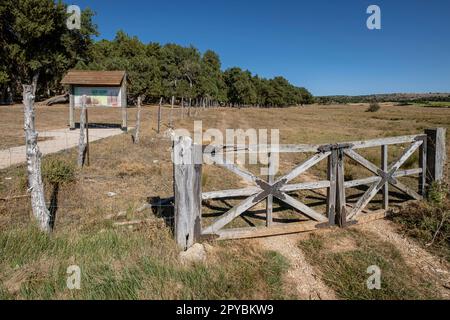 sabinas albares (Juniperus thurifera), Espacio Natural del Sabinar de Calatañazor, Soria, Comunidad Autónoma de Castilla, Espagne, Europe Banque D'Images