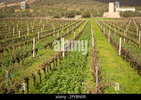 Bàrbara Mesquida Mora, Bodegas Mesquida Mora, denominacion de origen Pla i Llevant, Porreres, Mallorca, islas baleares, España Banque D'Images