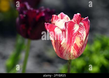 Gros plan d'une tulipe vibrante avec des pétales roses et blancs saisissants au printemps Banque D'Images