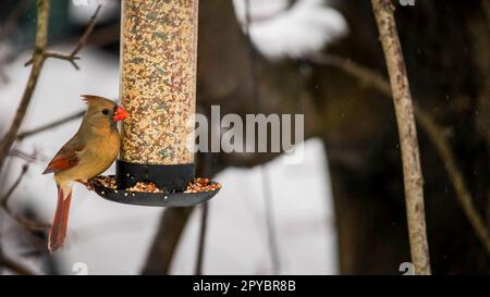 Femelle cardinale du nord à la mangeoire à oiseaux avec des graines Banque D'Images