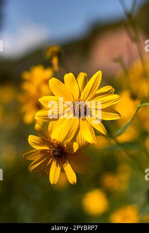 Un groupe de marguerites jaunes. Dimorphotheca sinuata Banque D'Images