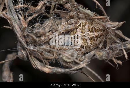 gros plan de l'araignée du jardin de Laglaise Banque D'Images