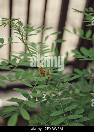 Fond de nature . Indigofera tinctoria Banque D'Images