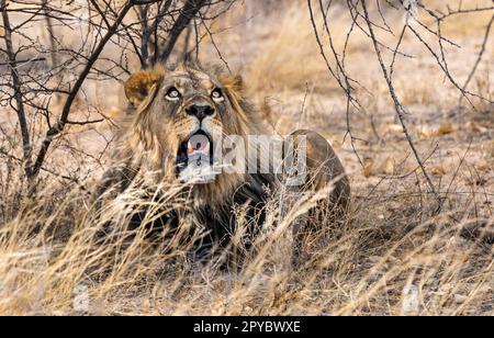 Un lion mâle (Panthera leo) se reposant à l'ombre sous une brousse dans le désert de Kalahari, Botswana, Afrique Banque D'Images