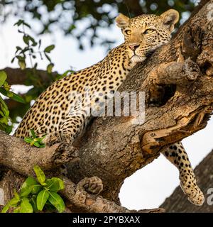 Un léopard d'alerte (Panthera pardus) reposant sur une branche d'arbre observant, delta d'Okavanga, Botswana, Afrique Banque D'Images