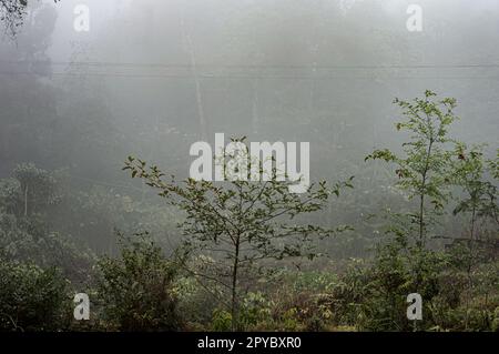 Arbres dans une forêt de montagne dense et brumeuse. Saison d'hiver décembre. Banque D'Images