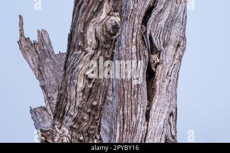 Un écureuil d'arbre (Paraxerus cepai, écureuil de Bush de Smith, écureuil à l'oté jaune), faisant un appel d'alarme d'un arbre, delta d'Okavanga, Botswana, Afrique Banque D'Images