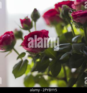 Gros plan sur les roses éponge luxuriantes. Rose est une variété de rose sauvage. Rosa. Carte postale, carte de voeux, étiquette de produit avec parfum de rose ou de rose musquée. Banque D'Images