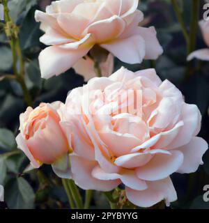 Gros plan sur les roses éponge luxuriantes. Rose est une variété de rose sauvage. Rosa. Carte postale, carte de voeux, étiquette de produit avec parfum de rose ou de rose musquée. Banque D'Images