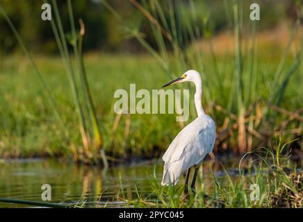 Grande aigrette blanche africaine (Ardea alba melanorhynchos, Casmerodius albus melanorhynchos) dans les zones humides, delta de l'Okavanga, Botswana, Afrique Banque D'Images