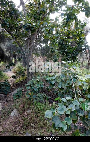 Talipariti elatum (Syn. Hibicus elatus) Banque D'Images