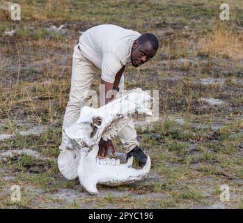 Un guide africain montrant les dents d'un crâne d'hippopotame, delta d'Okavanga, Botswana, Afrique Banque D'Images