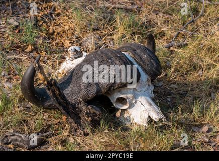 Un crâne de buffle du Cap africain (Syncerus caffer), delta d'Okavanga, Botswana, Afrique Banque D'Images