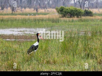 Un cigogne africaine à bec grêle (Ephippiorhynchus senegalensis) dans un marais, dans le delta de l'Oavanga, au Botswana, en Afrique Banque D'Images