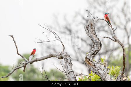 Une paire d'oiseaux d'eau d'abeille (Merops nubicoides) colorés de la carmine du Sud dans un arbre, dans le delta de l'Okavanga, Botswana, Afrique Banque D'Images