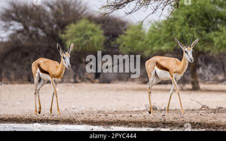 Une paire de Springbok ou Springbuck délicat (Antidrocas marsupialis) dans un trou d'eau dans le désert de Kalahari, Botswana, Afrique Banque D'Images