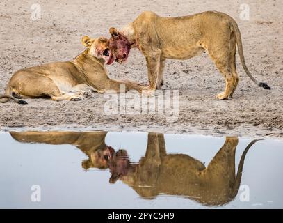 Un lion féminin léchant le visage de sa progéniture juvénile mâle après une mort dans un trou d'eau, désert de Kalahari, Botswana, Afrique Banque D'Images