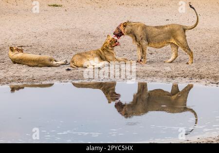 Un lion féminin léchant le visage de sa progéniture juvénile mâle après une mort dans un trou d'eau, désert de Kalahari, Botswana, Afrique Banque D'Images