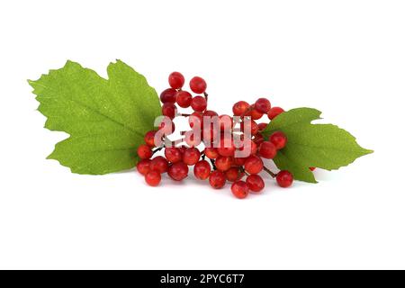 Baies rouges de la plante de rose de Guelder sur blanc Banque D'Images