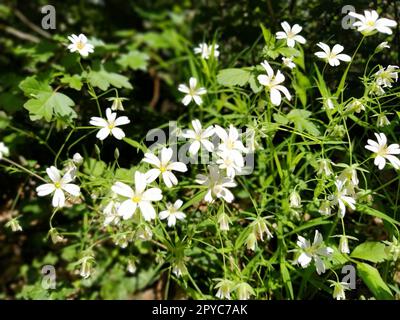 Étoile de mer de forêt. Fleurs blanches délicates dans la forêt. Agent antidiabétique, édulcorant naturel. Belles plantes médicinales. Flou artistique Banque D'Images