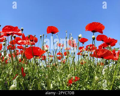 De magnifiques coquelicots rouges et un ciel bleu. Photo sur le côté. Coquelicots sauvages sur le terrain, photo panoramique. Banque D'Images