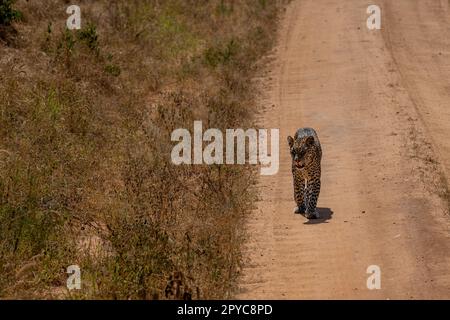 Grands félins léopard dans la nature sauvage du Masai Mara Banque D'Images