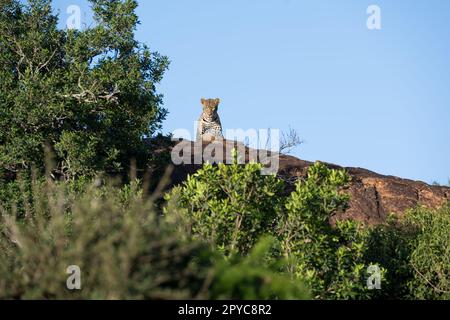 Grands félins léopard dans la nature sauvage du Masai Mara Banque D'Images